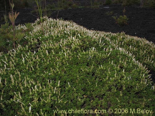 Imágen de Baccharis magellanica (Chilco de Magallanes). Haga un clic para aumentar parte de imágen.